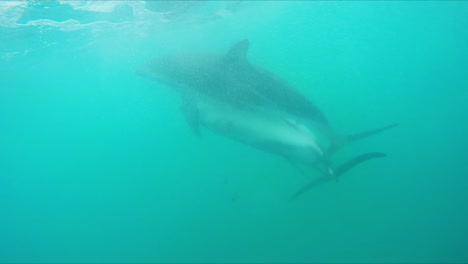 Par-De-Delfines-Oscuros-Apareándose-Bajo-El-Agua-En-El-Océano-Azul-Frente-A-La-Costa-De-Kaikoura,-Nueva-Zelanda,-Mientras-Nadan