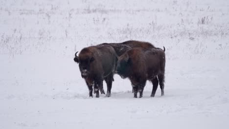 Tres-Jóvenes-Bisontes-Europeos-Salvajes-En-El-Bosque-Del-Parque-Nacional-De-Bialowieca,-Polonia-En-Invierno