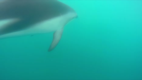 Nadando-Bajo-El-Agua-Con-Un-Gran-Grupo-De-Múltiples-Delfines-Oscuros,-Todos-Jugando-Alegremente-En-El-Turbio-Océano-Azul-Cambiante-En-Nueva-Zelanda-Con-Gopro