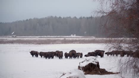 Große-Herde-Europäischer-Bisons-In-Freier-Wildbahn-Im-Kalten-Winterwald-Des-Bialowieca-nationalparks-In-Polen-Mit-Schnee-Bedeckt