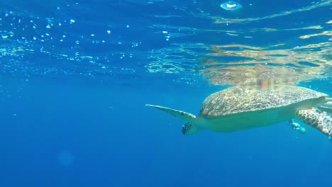 Alte-Meeresschildkröte,-Die-An-Die-Wasseroberfläche-Des-Tropischen-Ozeans-Schwimmt,-Um-Luft-Zu-Sammeln,-Bevor-Sie-Wieder-Unter-Wasser-Schwimmt