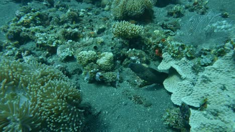 grayface-moray-eel-between-coral-underwater,-slow-motion