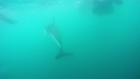 Schwimmen-Unter-Wasser-Mit-Einer-Großen-Gruppe-Von-Mehreren-Dunklen-Delfinen,-Die-Alle-Fröhlich-Im-Trüben,-Launischen-Blauen-Ozean-In-Neuseeland-Spielen