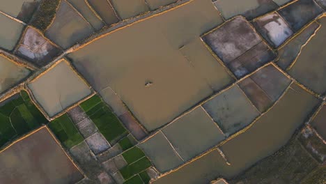 Watery-paddy-rice-fields-in-Bangladesh,-aerial-top-down-view