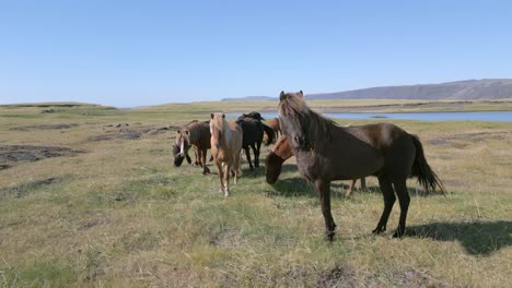 drone-rotating-around-a-pack-of-wild-horses-grazing-near-a-river-on-a-bright-blue-day