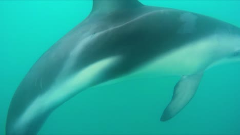 Delfín-Oscuro-Jugando-Y-Nadando-En-Un-Círculo-Alrededor-Del-Hombre-De-La-Cámara-En-Las-Turbias-Aguas-Azules-Del-Océano-De-La-Costa-De-Kaikoura,-Nueva-Zelanda