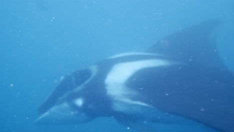Detail-shot-of-manta-ray-in-the-sea,-aquatic-camera
