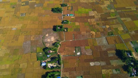 aerial-farmland,-ripe-paddy,-harvest-season