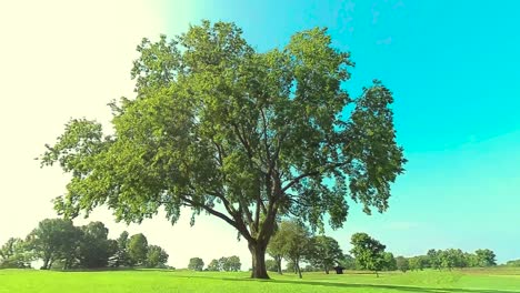 Hd-Umkreist-Einen-Riesigen-Baum,-Aufnahme-1