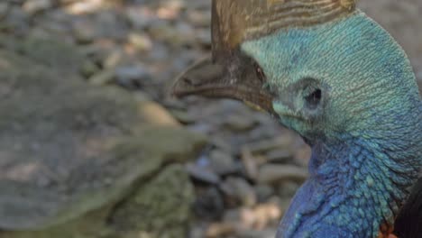Horn-like-Brown-Casque-Atop-The-Head-Of-A-Southern-Cassowary-In-Queensland,-Australia