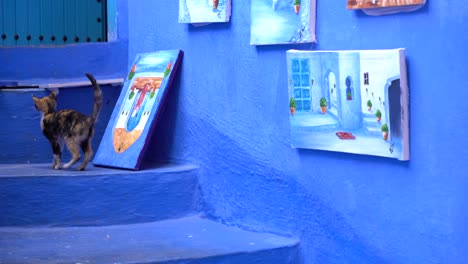 A-cute-small-cat-walking-on-the-stairs-in-the-blue-city-of-Chefchaouen,-Morocco