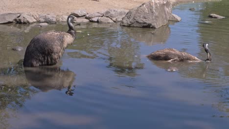 Ein-Paar-Emu-Vögel,-Die-In-Queensland,-Australien,-In-Seichtes-Wasser-Getaucht-Sind