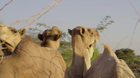 Camels-in-the-desert-in-Kenya,-Africa