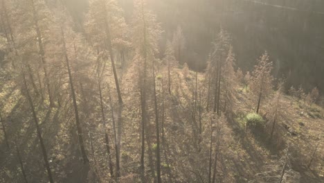 Sonniger-Wanderweg-Dolly-Shot-Mit-Einem-Verbrannten-Wald