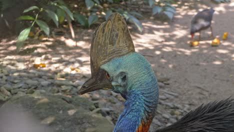 Closeup-Of-A-Southern-Cassowary's-Head-In-The-Rainforest