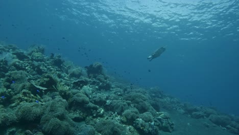 Schildkröte-Schwimmt-In-Zeitlupe-Ins-Flache-Wasser-über-Korallen