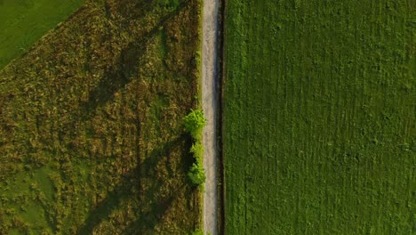 Agricultural-fields-divided-by-dirt-road---Drone-Aerial-Top-Shot