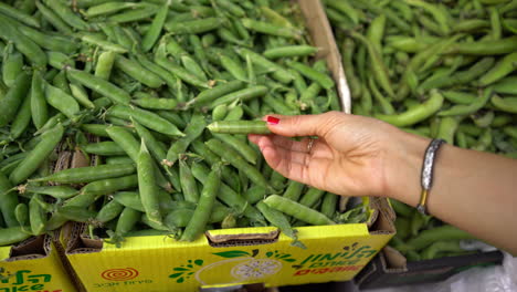 haifa-Israel-Dec-27-2022:-Hands-of-a-young-woman-picking-fresh-pea-at-wadi-nisnas-street-market-in-Haifa,-Israel