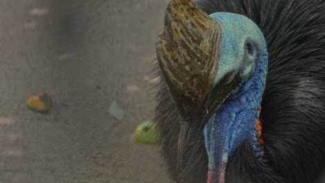 Closeup-Of-A-Two-wattled-Cassowary-With-Head-Looking-Down-In-Rainforest-Of-Queensland-In-Australia