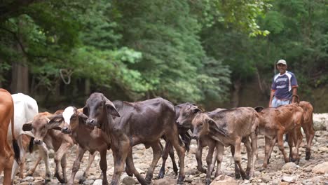 farmer-in-the-field-with-cattle,-cows-and-bulls-by-the-river