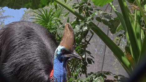 Black-Feathered-Flightless-Bird-Southern-Cassowary-In-The-Rainforest-Of-Queensland-In-Australia