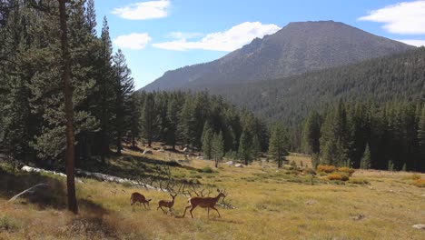 3-deer-walking-past-camera-in-a-meadow-with-mountains-in-background