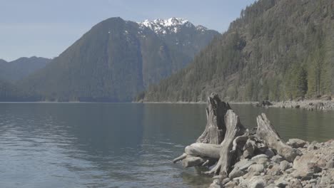 Ein-Baumstumpf-Am-Ufer-Eines-Sees-In-Den-Olympischen-Bergen-Des-Staates-Washington