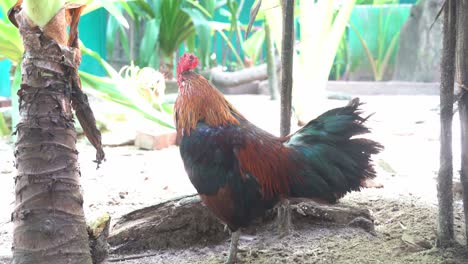 Close-up-shot-of-a-free-range-male-rooster,-cock,-gallus-gallus-domesticus-wondering-around-the-environment,-slowly-walk-away