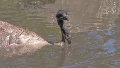Large-Flightless-Emu-Bird-Swimming-In-Shallow-Water-In-Queensland,-Australia