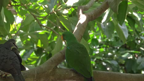 Grüner-Edelpapagei,-Der-Neben-Einer-Taube-Auf-Einem-Ast-In-Queensland-Hockt