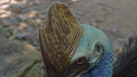 Distinctive-Head-Of-A-Two-wattled-Cassowary-With-Casque-On-Top