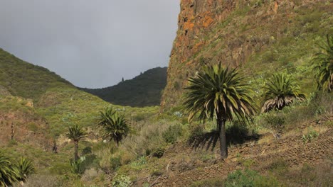 Green-mountain-landscape,-near-remote-settlement-village-of-Masca-Gorge,-rugged-cliffs,-ravine,-palm-trees,-low-clouds-moving-over-the-hilltops,-Tenerife,-Canary-Islands,-Spain,-wide-handheld-shot