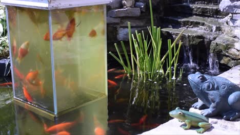 This-is-one-of-two-open-bottom-aquariums-in-why-Koi-pond,-the-fish-enjoy-it-just-as-much-as-I-do....
