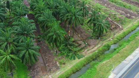 Excavator-removing-the-palm-trees-with-birds-foraging-on-the-side,-deforestation-for-palm-oil,-environmental-concerns-and-habitat-loss,-aerial-shot