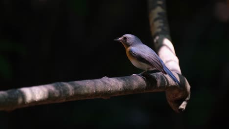 Facing-towards-the-dark-of-the-forest-and-suddenly-turns-its-head-to-the-left-to-show-its-face,-Hill-Blue-Flycatcher-Cyornis-whitei,-Thailand