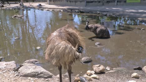 Emu-Vogel,-Der-Seine-Federn-Putzt,-Während-Ein-Anderer-Im-Hintergrund-Im-Wasser-Ruht