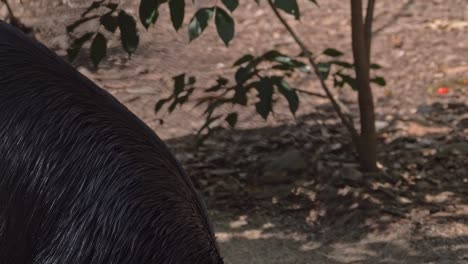 Closeup-Of-A-Double-wattled-Cassowary-Eating-Fruit-In-The-Rainforest