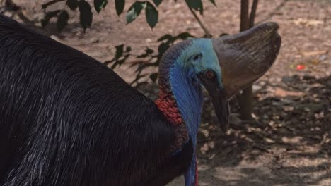 Southern-Cassowary-Eating-Fruit-In-The-Rainforest