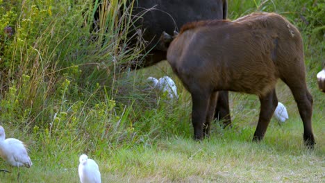 Buffalo-calf-grazing-grass-alongside-his-mother-surrounded-by-cattle-ergets