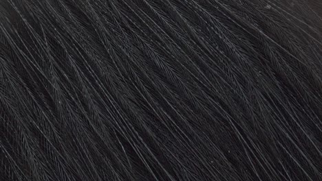 Macro-Shot-Of-An-Australian-Cassowary's-Black-Feathers