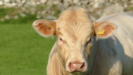 Cream-phase-Belgian-Blue-Cow-filmed-in-the-Barmouth,-Llanaber-and-Gwynedd-area-in-North-Wales