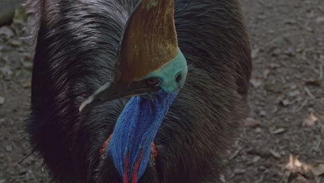 Double-wattled-Cassowary-With-Helmet-like-Head,-Colorful-Neck,-And-Black-Feathers
