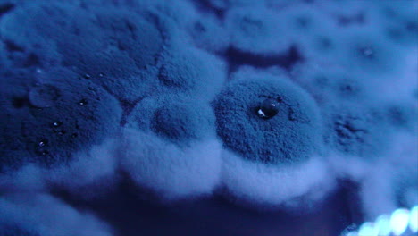 Penicillium-expansum-colonies-forming-droplets-of-moisture