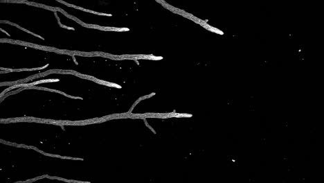 Mycelium-grows-like-flowing-rivers-in-black-and-white-microscope-time-lapse
