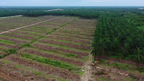 Aerial-view-capturing-large-hectares-of-land-removed-for-monoculture-oil-palm-tree-plantations,-sabrang-estate-sime-darby-next-to-sugai-dingding-river,-global-supply,-Teluk-Intan,-Malaysia