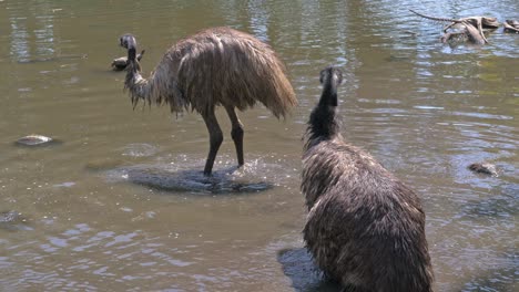 Emu-Vögel,-Die-Im-Seichten-Wasser-Nach-Nahrung-Suchen