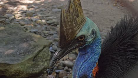 Distinctive-Blue-Head-And-Neck-Of-A-Double-wattled-Cassowary,-Large-Flightless-Bird-In-Queensland,-Australia