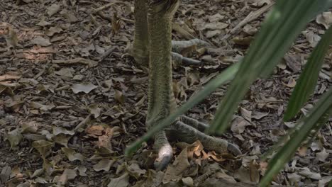 Große-Klauen-Eines-Zweilappigen-Kasuars-Im-Regenwald-Von-Queensland-In-Australien
