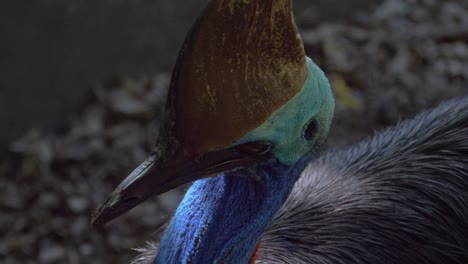 Closeup-Of-Southern-Cassowary's-Colorful-Neck-And-Large-Helmet-like-Head-With-Distinctive-Casque-On-Top