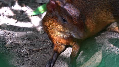 Azara's-agouti,-dasyprocta-azarae-resting-on-the-ground-in-the-afternoon-under-the-shade-with-beautiful-sunlight-passing-through-the-foliages,-suddenly-alerted-by-the-surrounding-sounds
